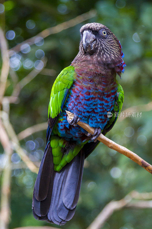 Foz do Iguaçu，热带鸟类